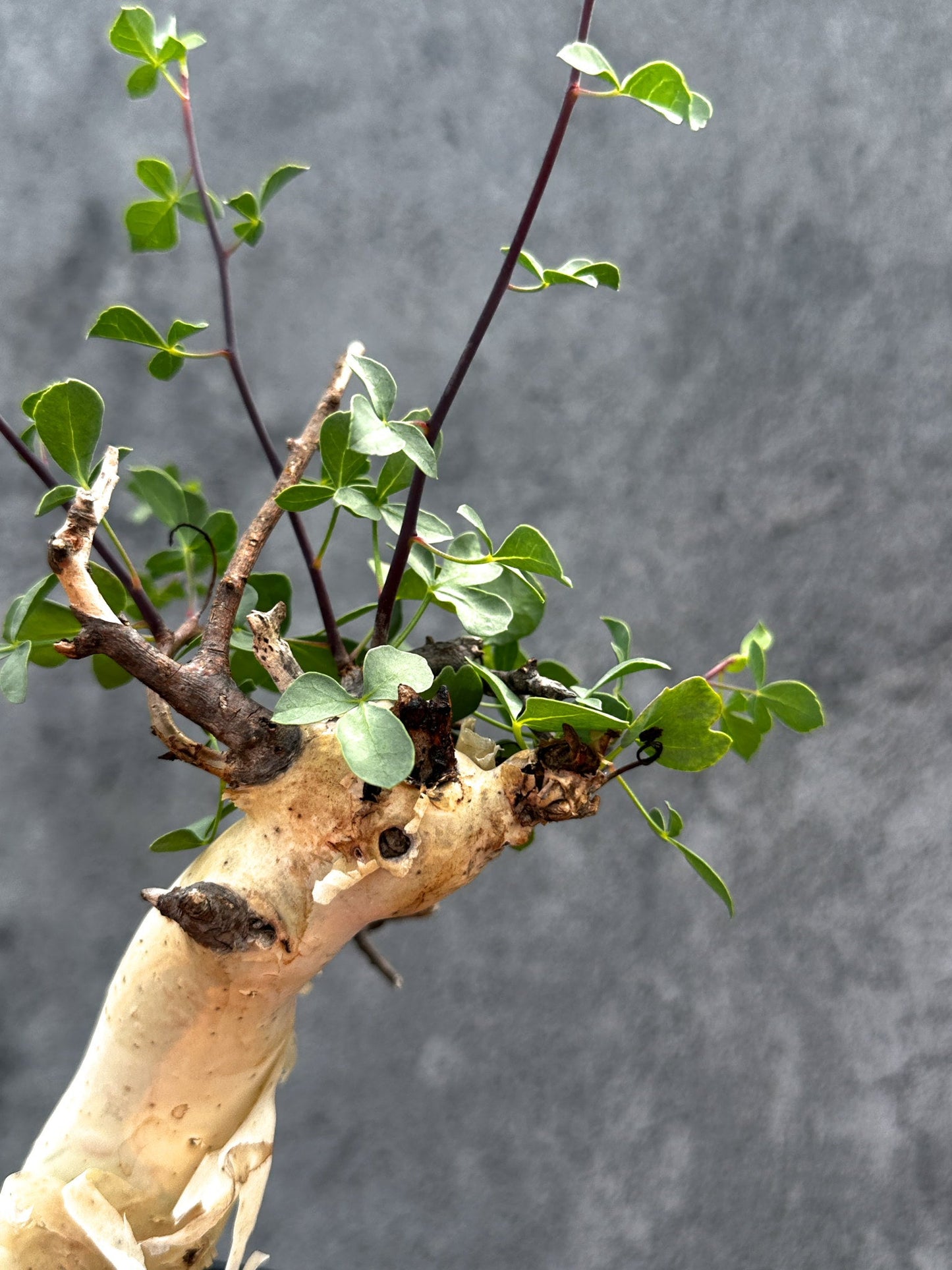 【現品限り】コミフォラ・カタフ ソマリア ピュア 現地株 発根済み【E25】 Commiphora kataf Somalia