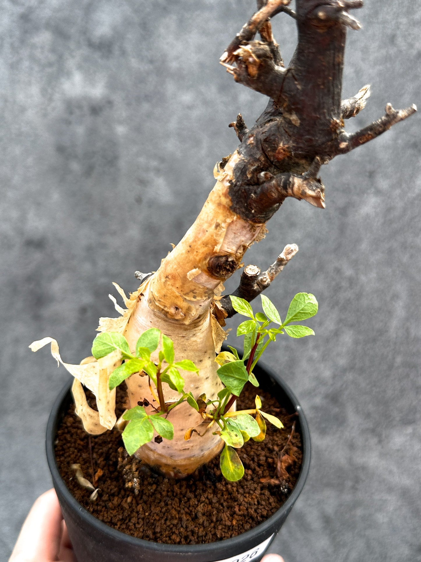 【現品限り】コミフォラ・カタフ ソマリア ピュア 現地株 発根済み【E26】 Commiphora kataf Somalia
