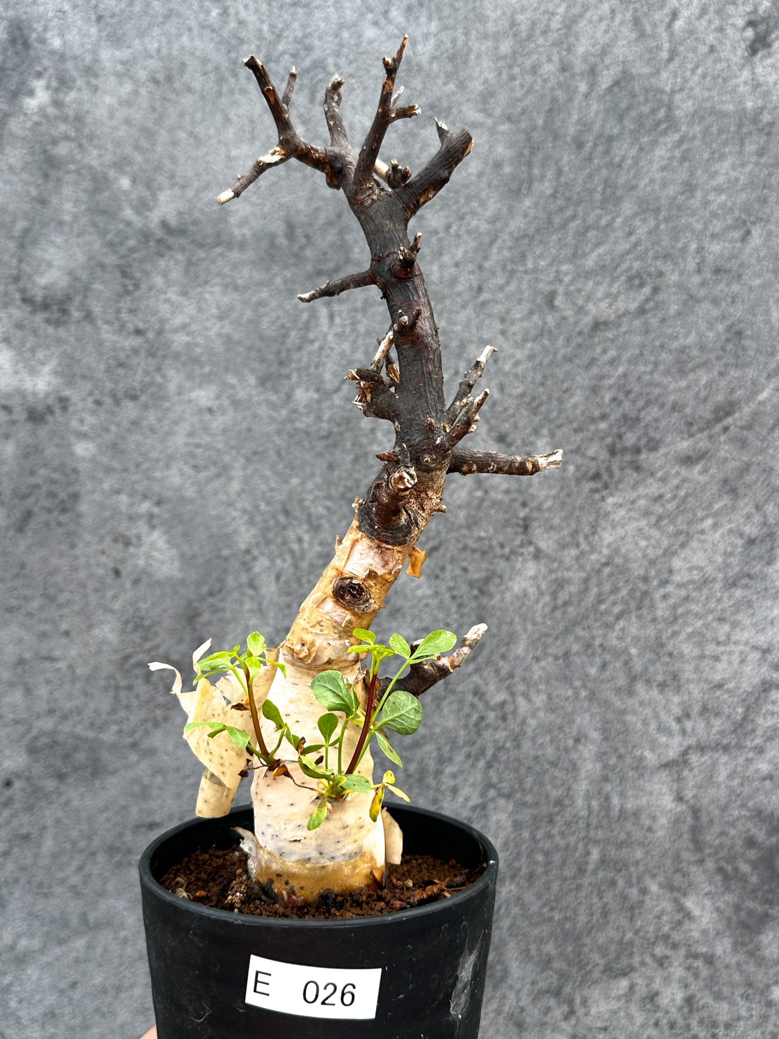 コミフォラ　カタフ　ソマリア　現地株　アフリカ直輸入株　塊根植物　コーデックス コミフォラ・カタフ ソマリア ピュア 現地株 発根済み【E26