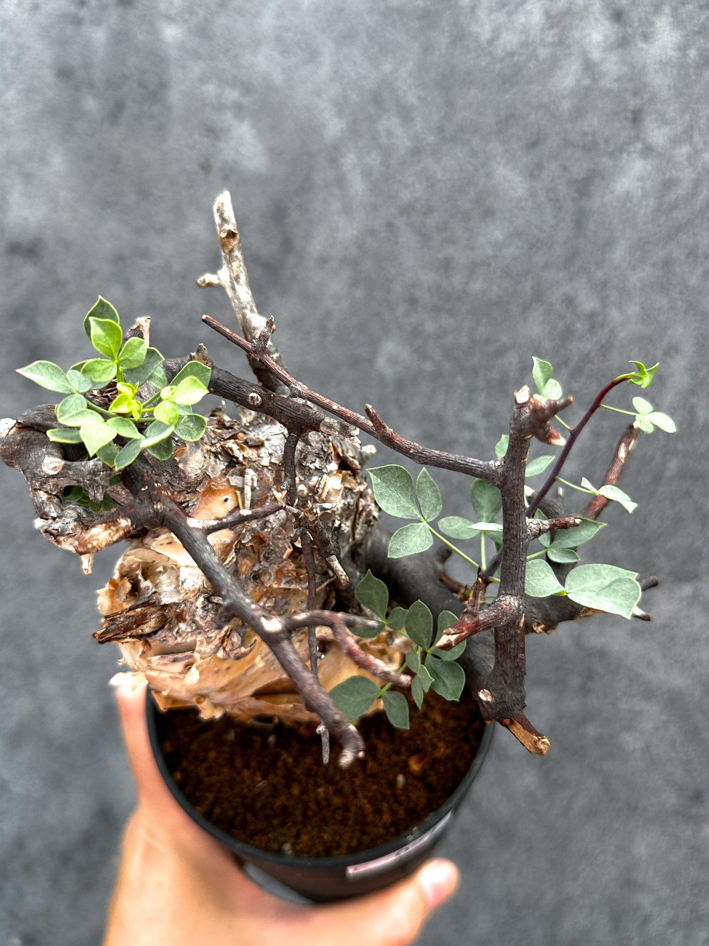 【現品限り】コミフォラ・カタフ ソマリア ピュア 現地株 発根済み【E27】 Commiphora kataf Somalia