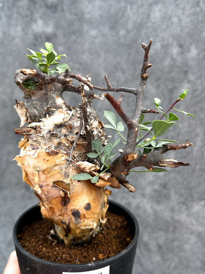 【現品限り】コミフォラ・カタフ ソマリア ピュア 現地株 発根済み【E27】 Commiphora kataf Somalia