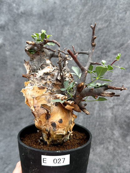 【現品限り】コミフォラ・カタフ ソマリア ピュア 現地株 発根済み【E27】 Commiphora kataf Somalia