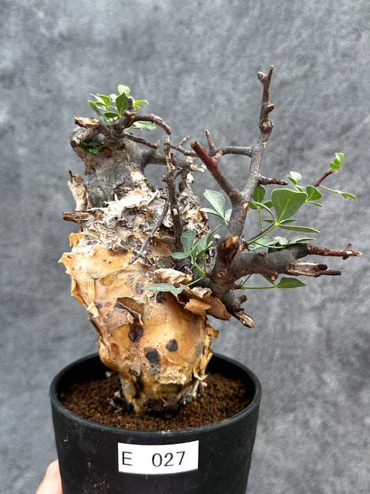 【現品限り】コミフォラ・カタフ ソマリア ピュア 現地株 発根済み【E27】 Commiphora kataf Somalia