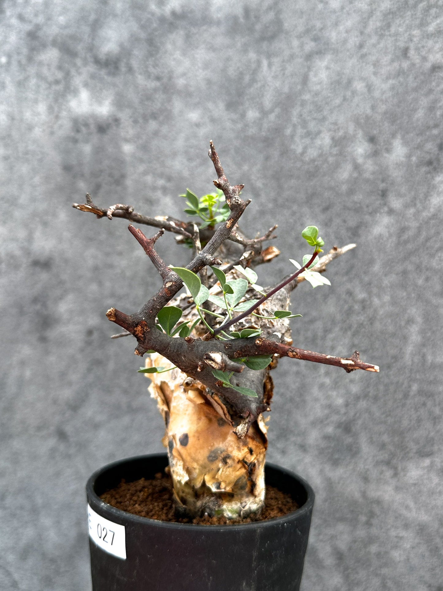 【現品限り】コミフォラ・カタフ ソマリア ピュア 現地株 発根済み【E27】 Commiphora kataf Somalia