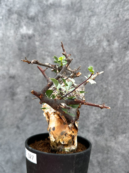 【現品限り】コミフォラ・カタフ ソマリア ピュア 現地株 発根済み【E27】 Commiphora kataf Somalia