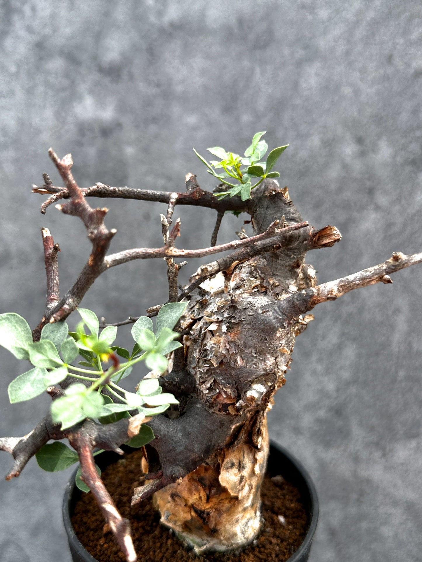 【現品限り】コミフォラ・カタフ ソマリア ピュア 現地株 発根済み【E27】 Commiphora kataf Somalia
