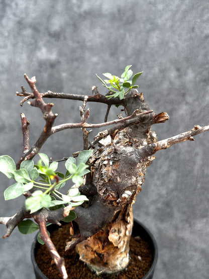 【現品限り】コミフォラ・カタフ ソマリア ピュア 現地株 発根済み【E27】 Commiphora kataf Somalia