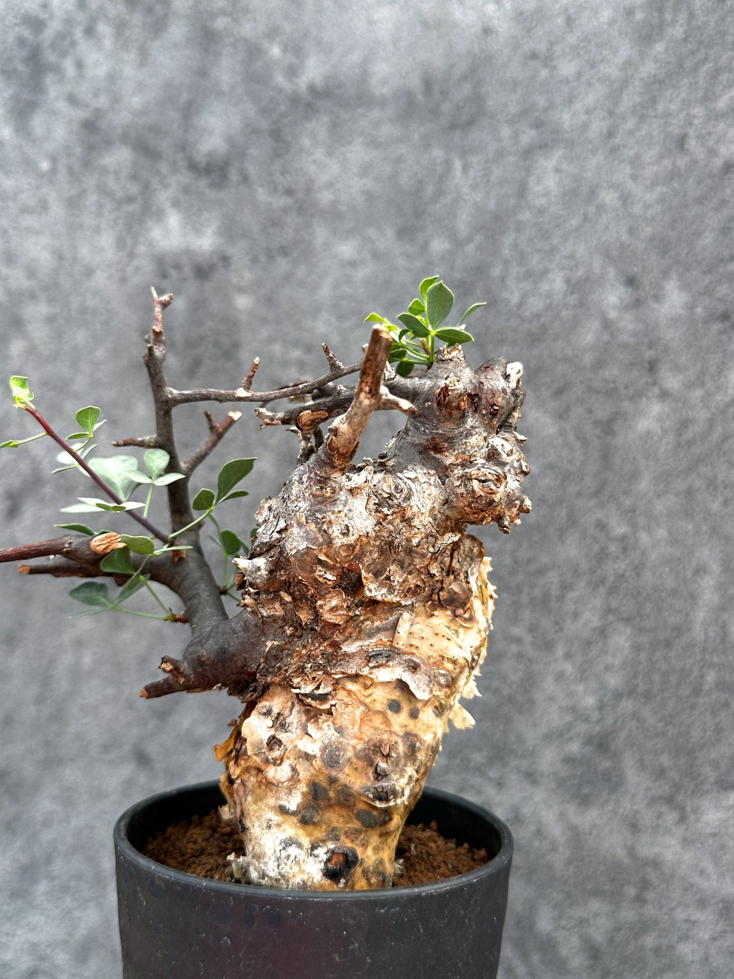 【現品限り】コミフォラ・カタフ ソマリア ピュア 現地株 発根済み【E27】 Commiphora kataf Somalia