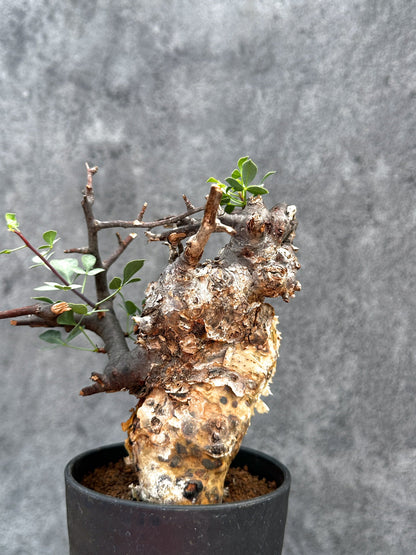 【現品限り】コミフォラ・カタフ ソマリア ピュア 現地株 発根済み【E27】 Commiphora kataf Somalia