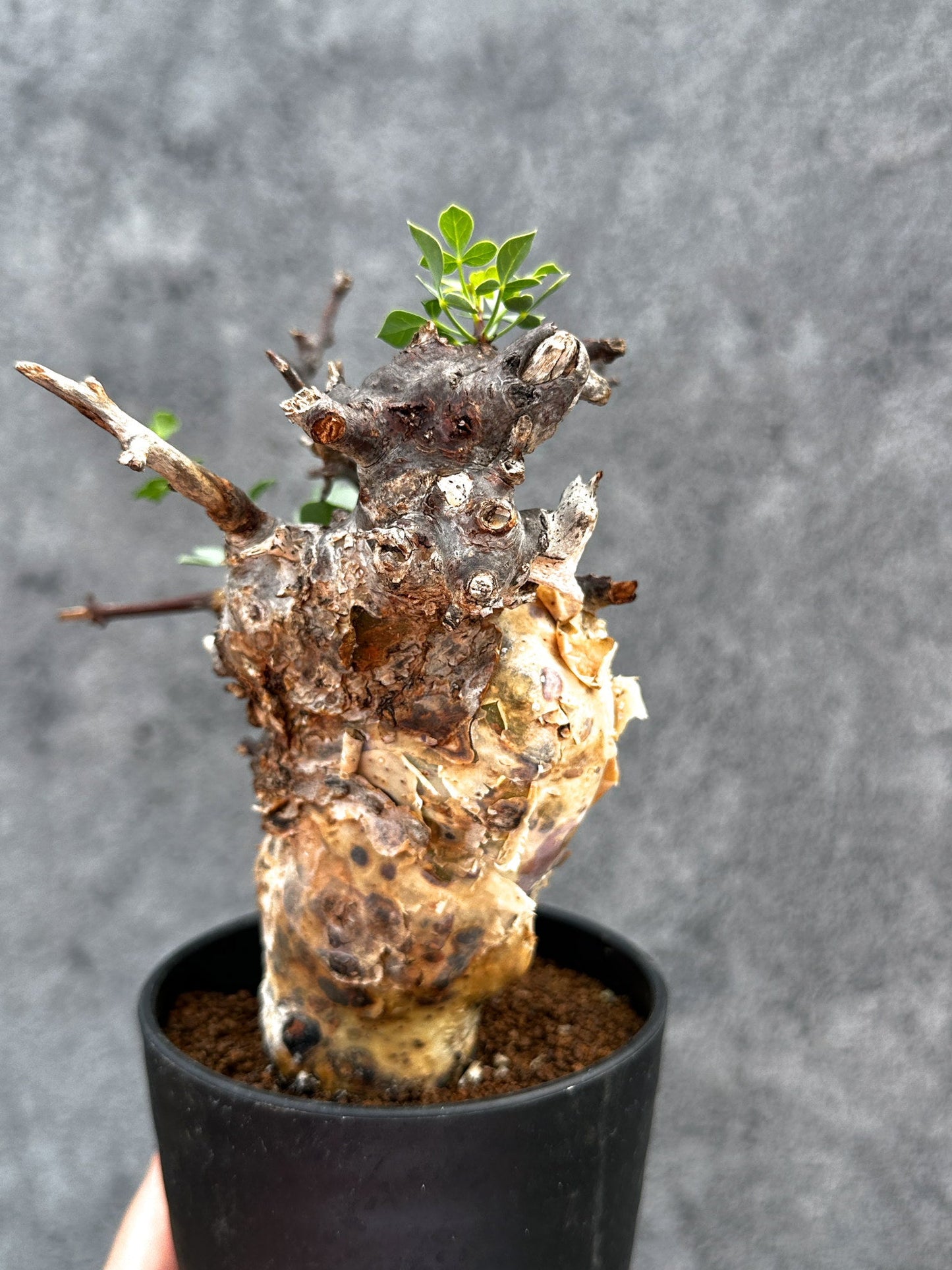 【現品限り】コミフォラ・カタフ ソマリア ピュア 現地株 発根済み【E27】 Commiphora kataf Somalia