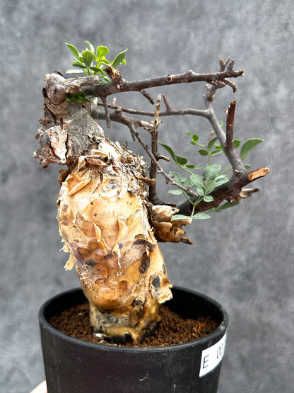 【現品限り】コミフォラ・カタフ ソマリア ピュア 現地株 発根済み【E27】 Commiphora kataf Somalia