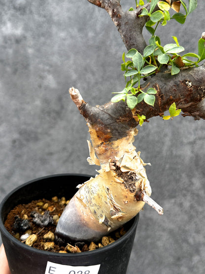 【現品限り】コミフォラ・カタフ ソマリア ピュア 現地株 発根済み【E28】 Commiphora kataf Somalia