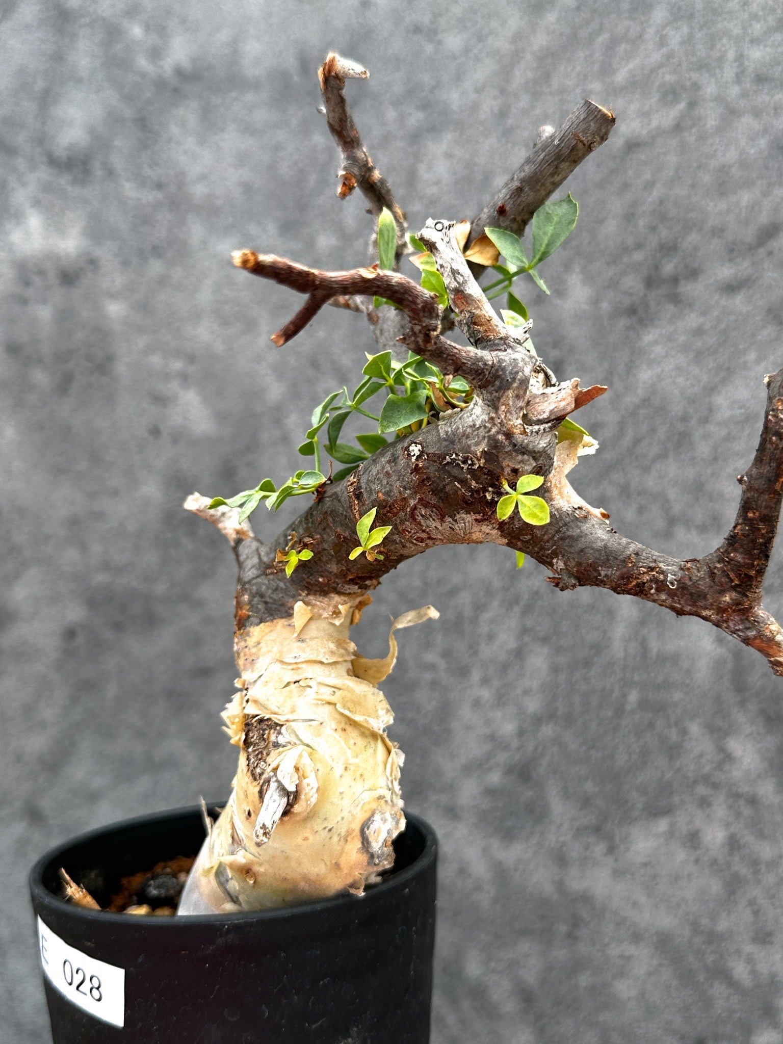 ソマリア産 コミフォラ ピュア カタフ 発根済み BOTANICAL BOX | 🌿｜コミフォラ・カタフ・ピュア 力強さと美しさを