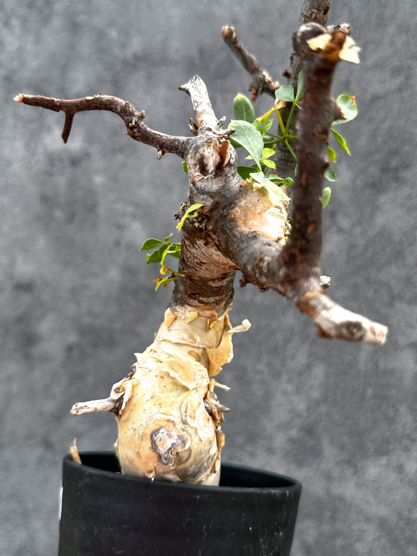 【現品限り】コミフォラ・カタフ ソマリア ピュア 現地株 発根済み【E28】 Commiphora kataf Somalia