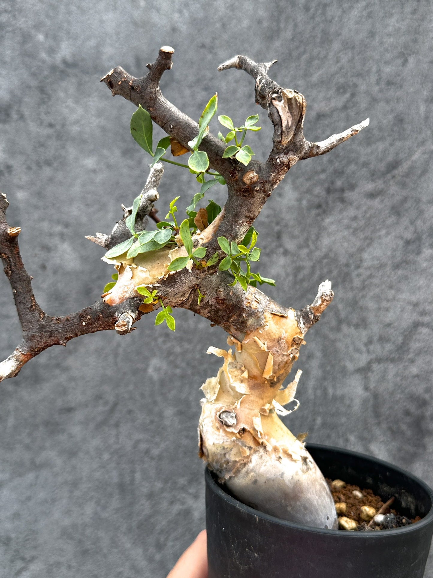 【現品限り】コミフォラ・カタフ ソマリア ピュア 現地株 発根済み【E28】 Commiphora kataf Somalia
