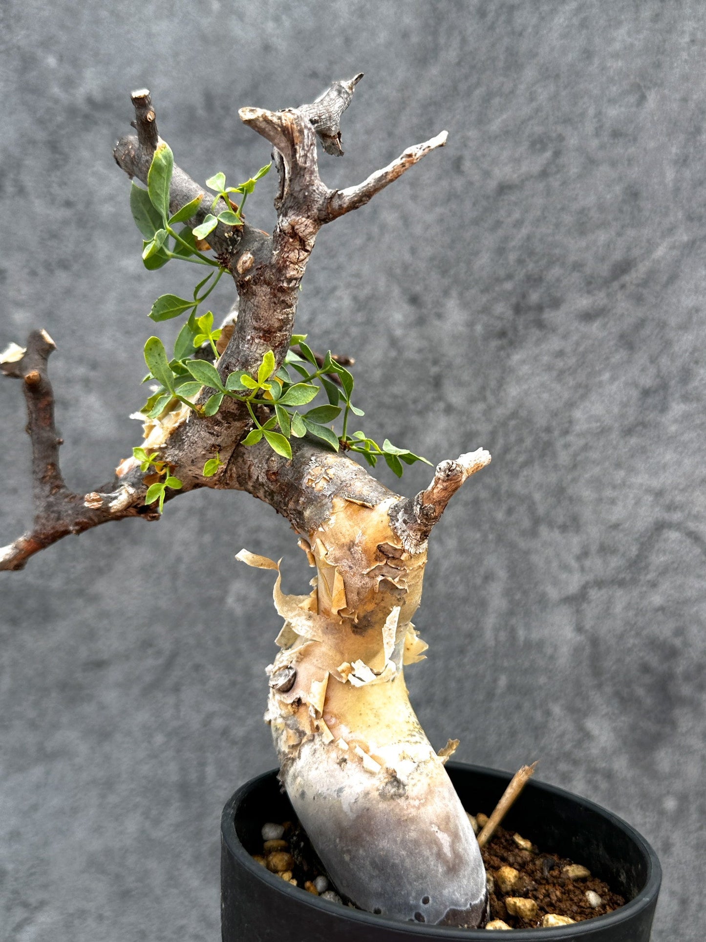 【現品限り】コミフォラ・カタフ ソマリア ピュア 現地株 発根済み【E28】 Commiphora kataf Somalia