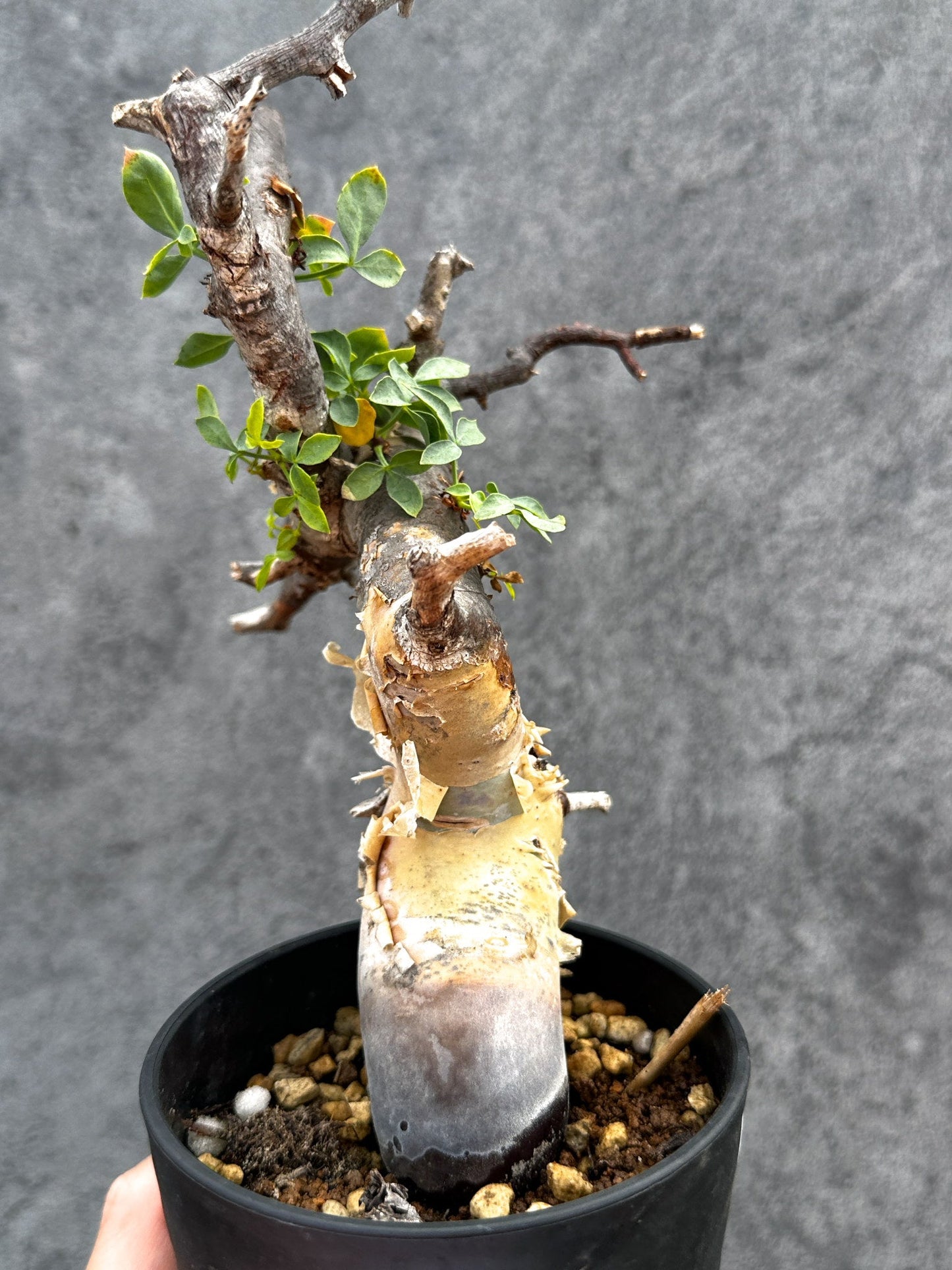 【現品限り】コミフォラ・カタフ ソマリア ピュア 現地株 発根済み【E28】 Commiphora kataf Somalia
