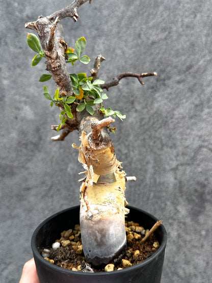 【現品限り】コミフォラ・カタフ ソマリア ピュア 現地株 発根済み【E28】 Commiphora kataf Somalia