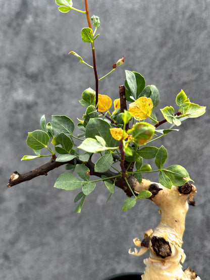 【現品限り】コミフォラ・カタフ ソマリア ピュア 現地株 発根済み【E29】 Commiphora kataf Somalia