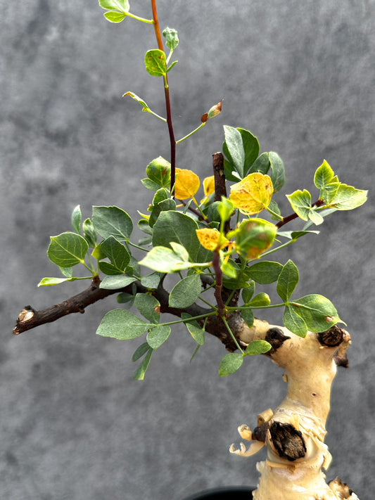 【現品限り】コミフォラ・カタフ ソマリア ピュア 現地株 発根済み【E29】 Commiphora kataf Somalia