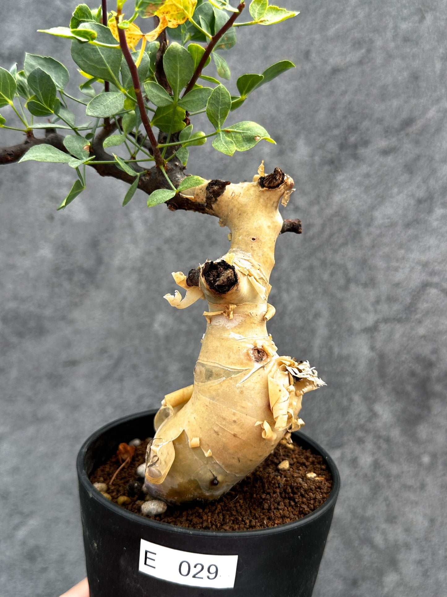 【現品限り】コミフォラ・カタフ ソマリア ピュア 現地株 発根済み【E29】 Commiphora kataf Somalia