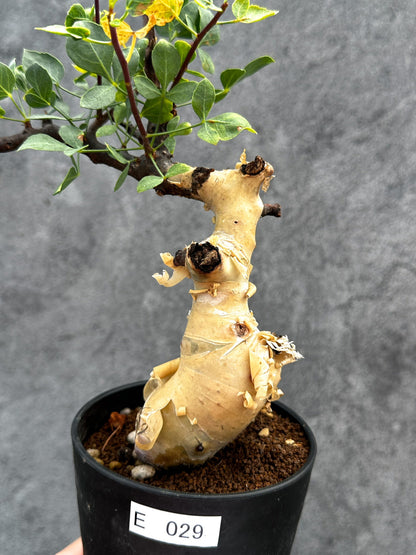 【現品限り】コミフォラ・カタフ ソマリア ピュア 現地株 発根済み【E29】 Commiphora kataf Somalia