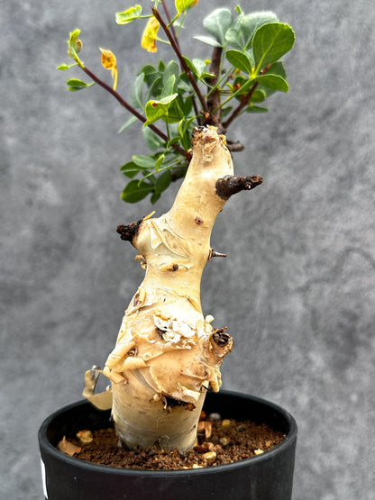 【現品限り】コミフォラ・カタフ ソマリア ピュア 現地株 発根済み【E29】 Commiphora kataf Somalia