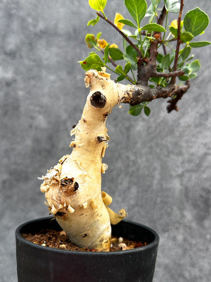 【現品限り】コミフォラ・カタフ ソマリア ピュア 現地株 発根済み【E29】 Commiphora kataf Somalia
