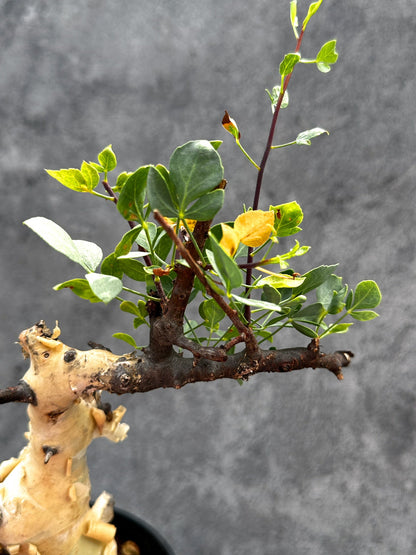 【現品限り】コミフォラ・カタフ ソマリア ピュア 現地株 発根済み【E29】 Commiphora kataf Somalia