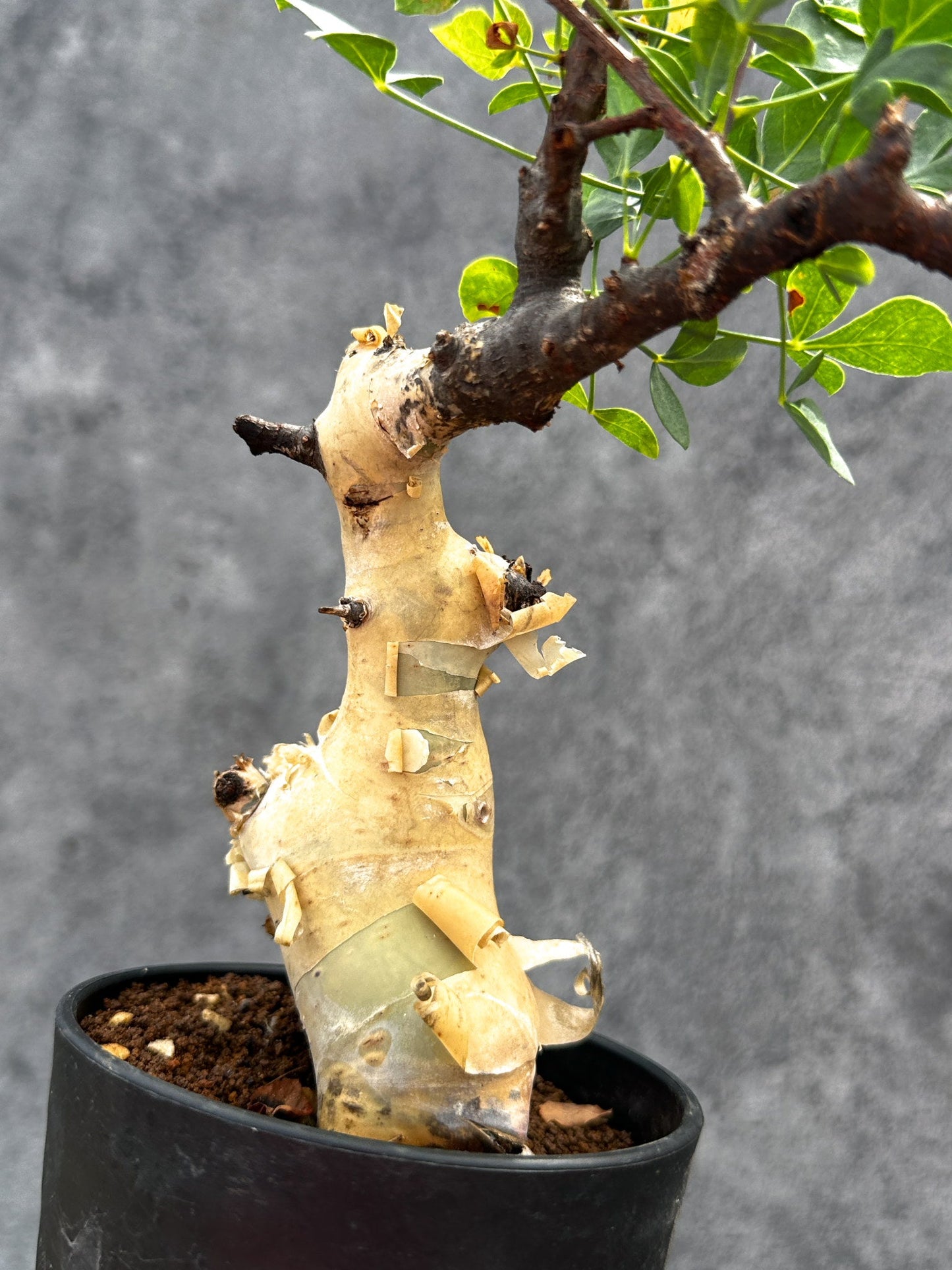 【現品限り】コミフォラ・カタフ ソマリア ピュア 現地株 発根済み【E29】 Commiphora kataf Somalia