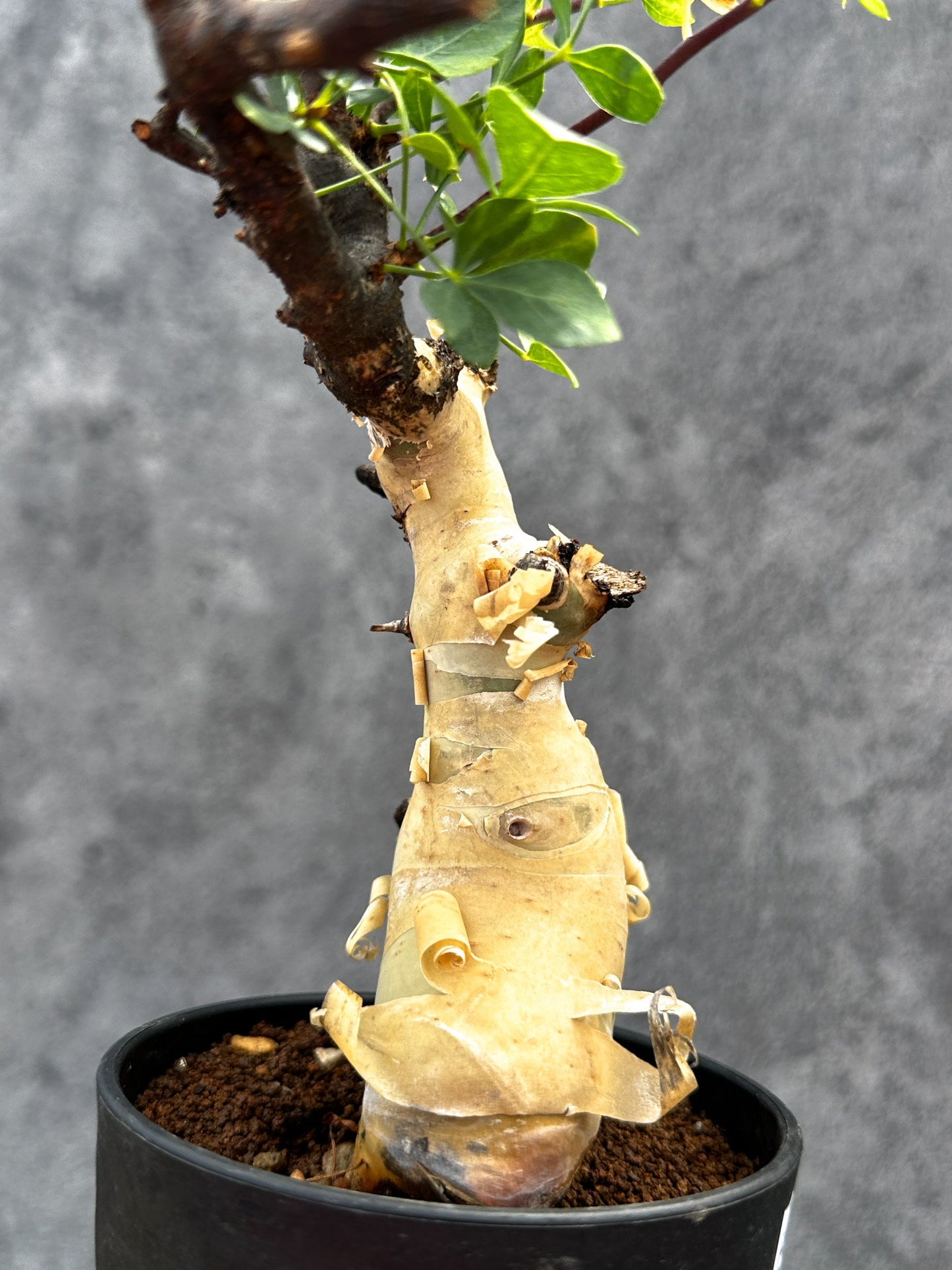 【現品限り】コミフォラ・カタフ ソマリア ピュア 現地株 発根済み【E29】 Commiphora kataf Somalia