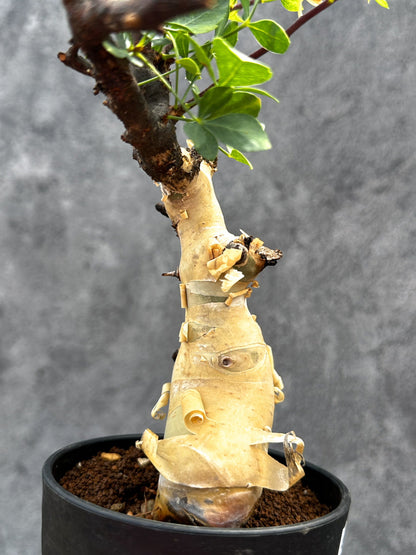 【現品限り】コミフォラ・カタフ ソマリア ピュア 現地株 発根済み【E29】 Commiphora kataf Somalia
