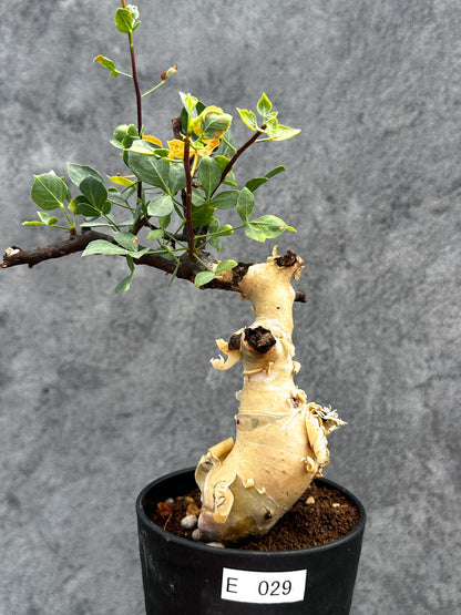 【現品限り】コミフォラ・カタフ ソマリア ピュア 現地株 発根済み【E29】 Commiphora kataf Somalia