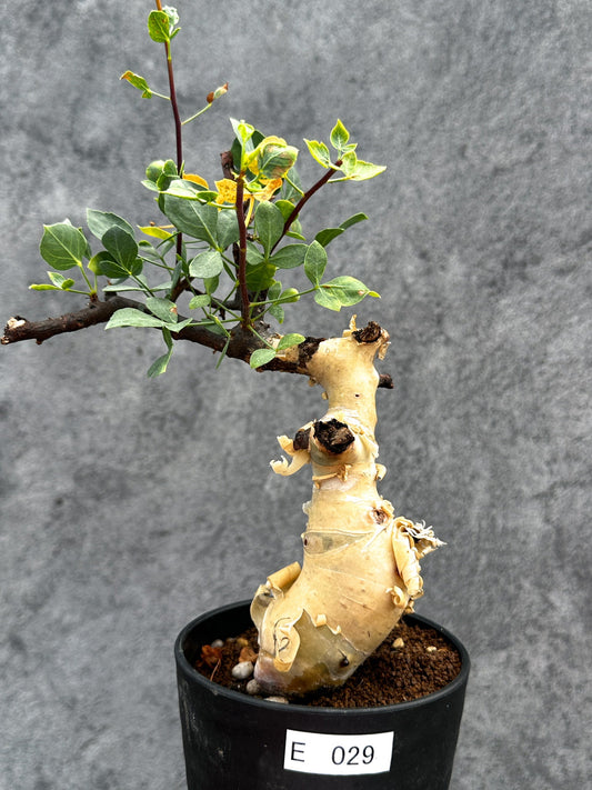 【現品限り】コミフォラ・カタフ ソマリア ピュア 現地株 発根済み【E29】 Commiphora kataf Somalia