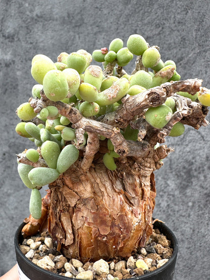 【現品限り】ケラリア・ピグマエア 現地株 2年ほど管理 発根済み【E2】 Ceraria pygmaea