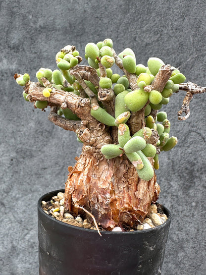 【現品限り】ケラリア・ピグマエア 現地株 2年ほど管理 発根済み【E2】 Ceraria pygmaea