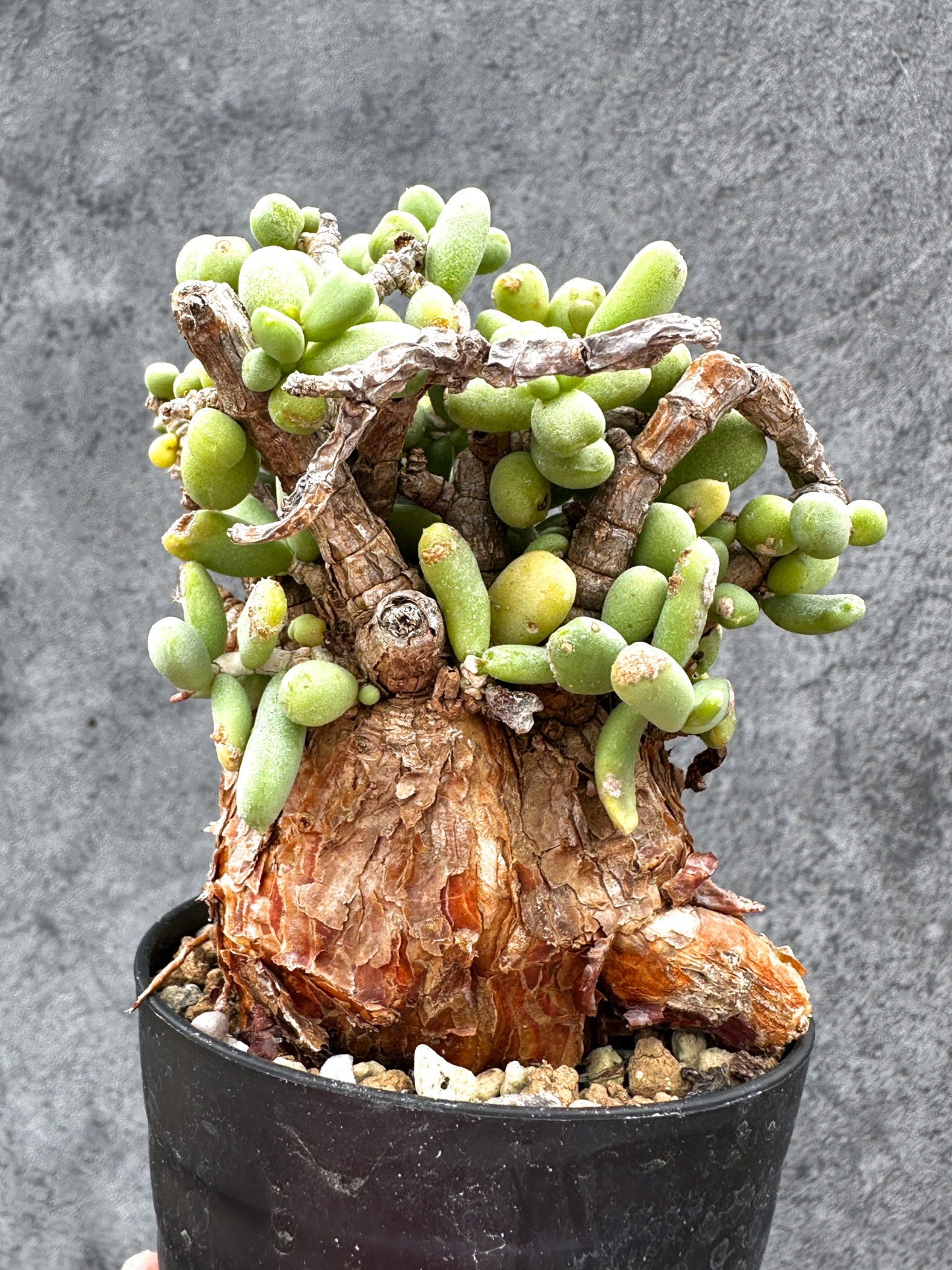 【現品限り】ケラリア・ピグマエア 現地株 2年ほど管理 発根済み【E2】 Ceraria pygmaea