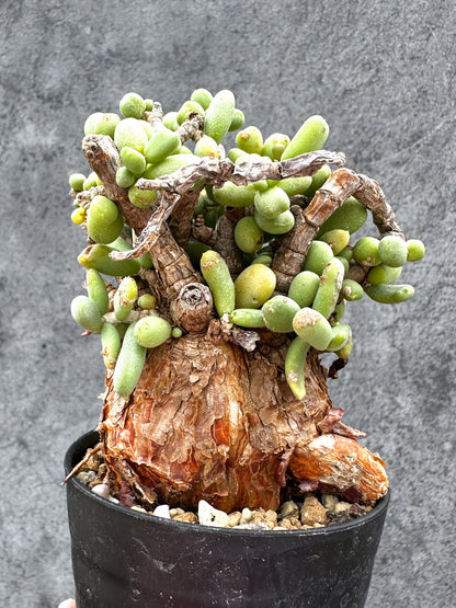 【現品限り】ケラリア・ピグマエア 現地株 2年ほど管理 発根済み【E2】 Ceraria pygmaea