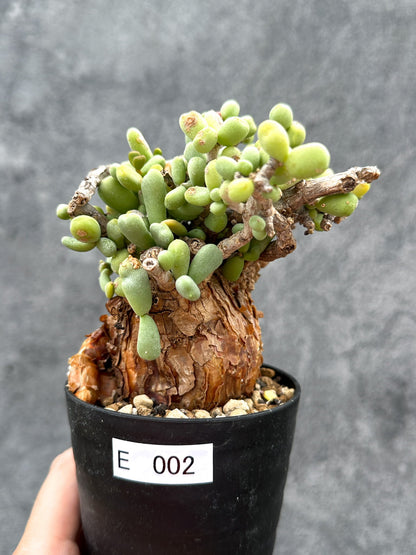 【現品限り】ケラリア・ピグマエア 現地株 2年ほど管理 発根済み【E2】 Ceraria pygmaea