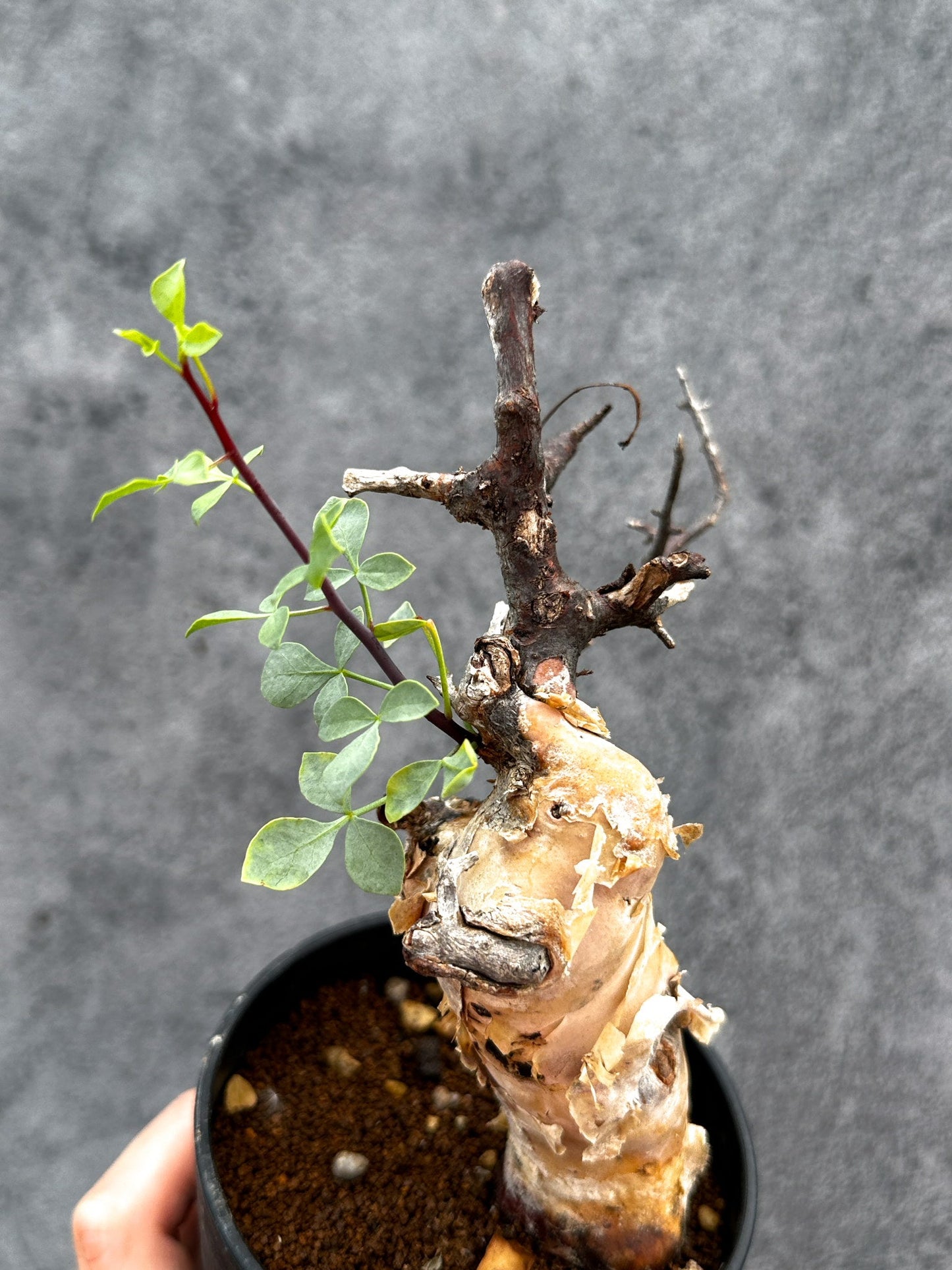 【現品限り】コミフォラ・カタフ ソマリア ピュア 現地株 発根済み【E30】 Commiphora kataf Somalia