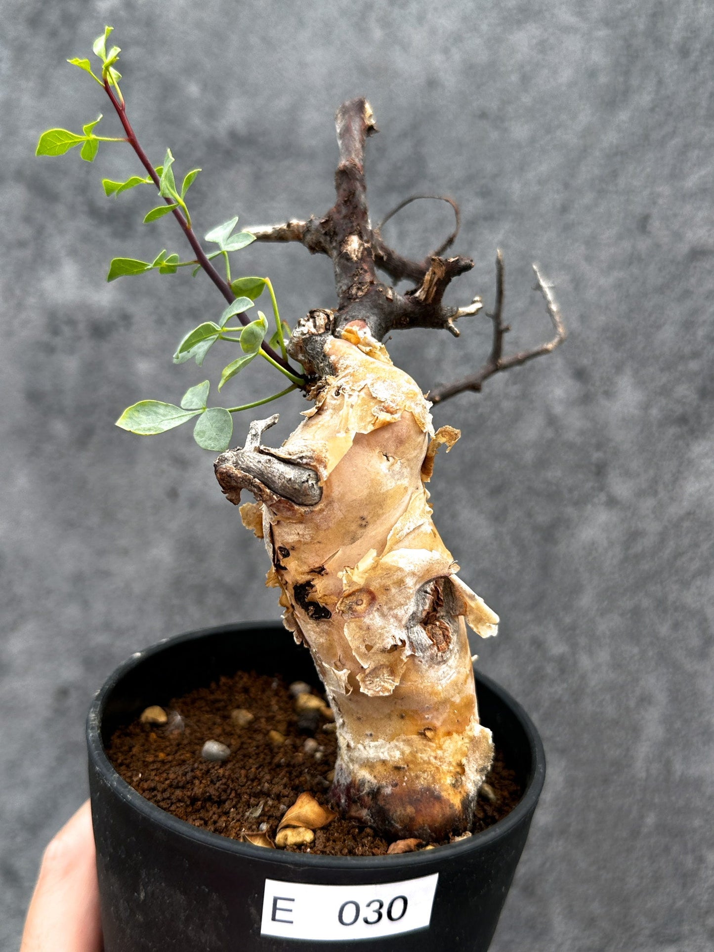 【現品限り】コミフォラ・カタフ ソマリア ピュア 現地株 発根済み【E30】 Commiphora kataf Somalia