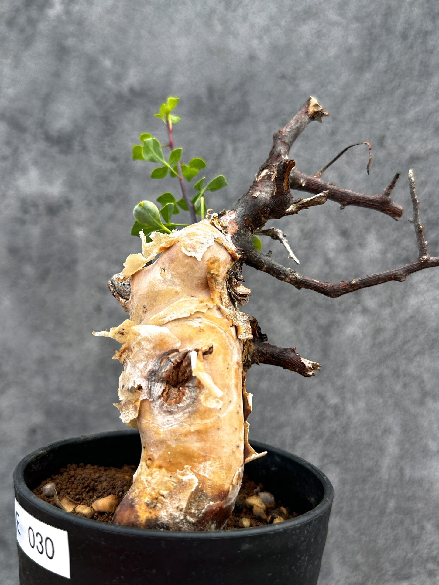 【現品限り】コミフォラ・カタフ ソマリア ピュア 現地株 発根済み【E30】 Commiphora kataf Somalia