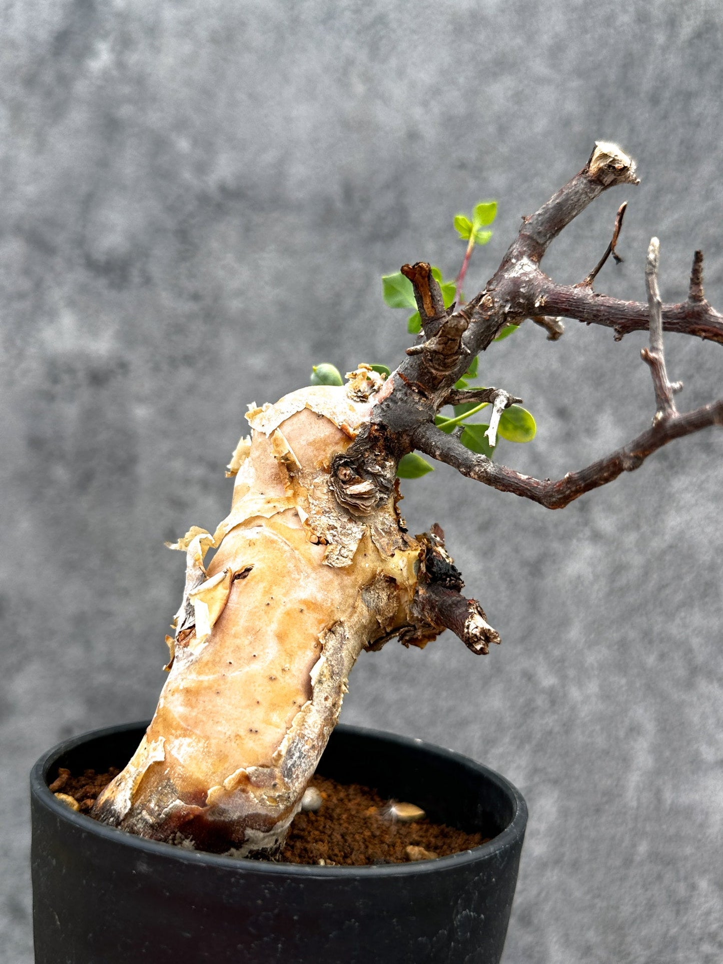 【現品限り】コミフォラ・カタフ ソマリア ピュア 現地株 発根済み【E30】 Commiphora kataf Somalia