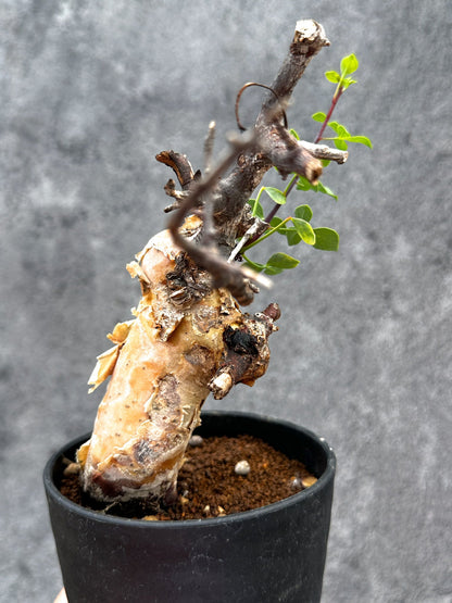 【現品限り】コミフォラ・カタフ ソマリア ピュア 現地株 発根済み【E30】 Commiphora kataf Somalia