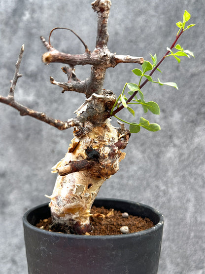 【現品限り】コミフォラ・カタフ ソマリア ピュア 現地株 発根済み【E30】 Commiphora kataf Somalia