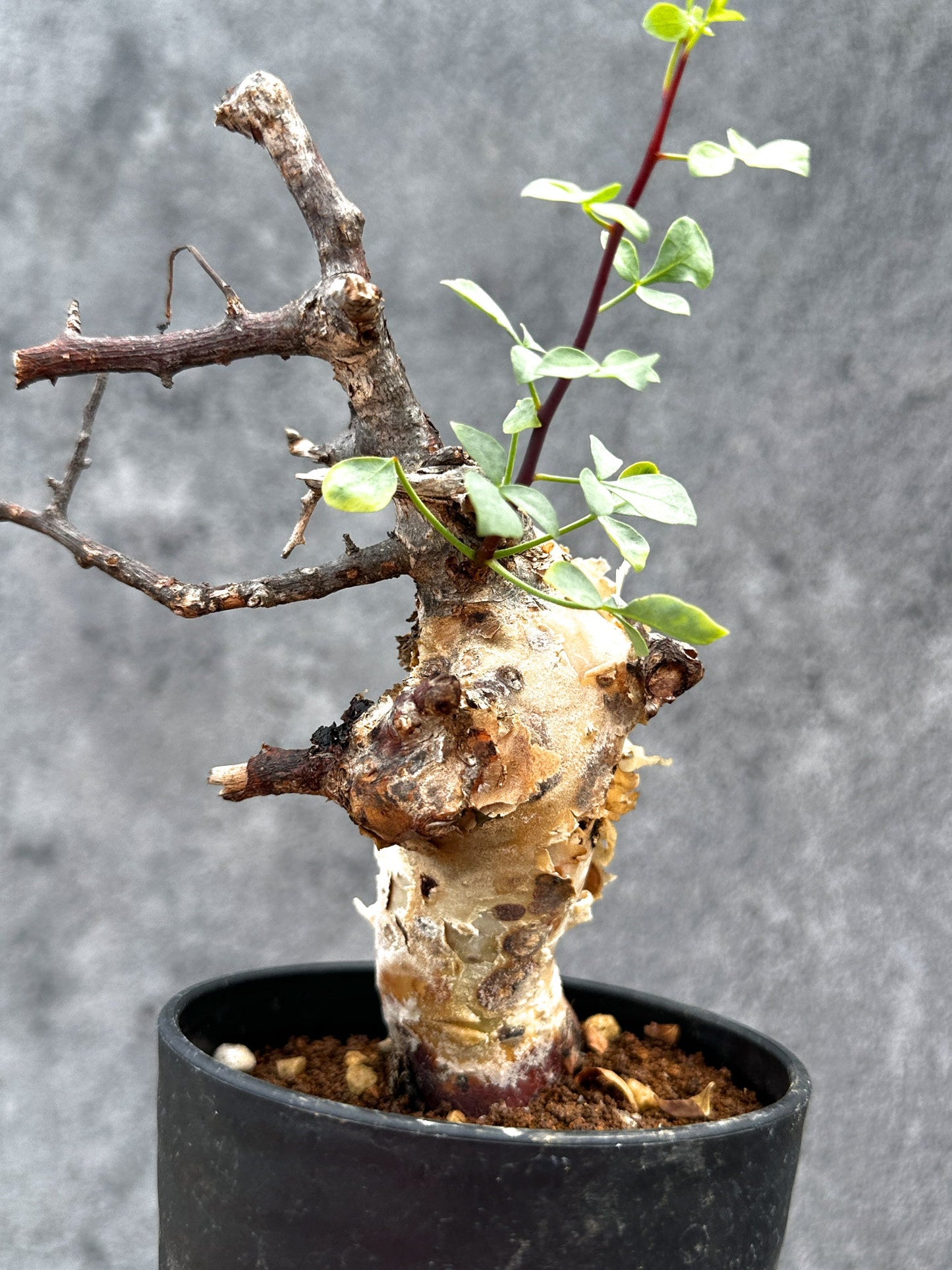 【現品限り】コミフォラ・カタフ ソマリア ピュア 現地株 発根済み【E30】 Commiphora kataf Somalia