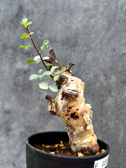 【現品限り】コミフォラ・カタフ ソマリア ピュア 現地株 発根済み【E30】 Commiphora kataf Somalia