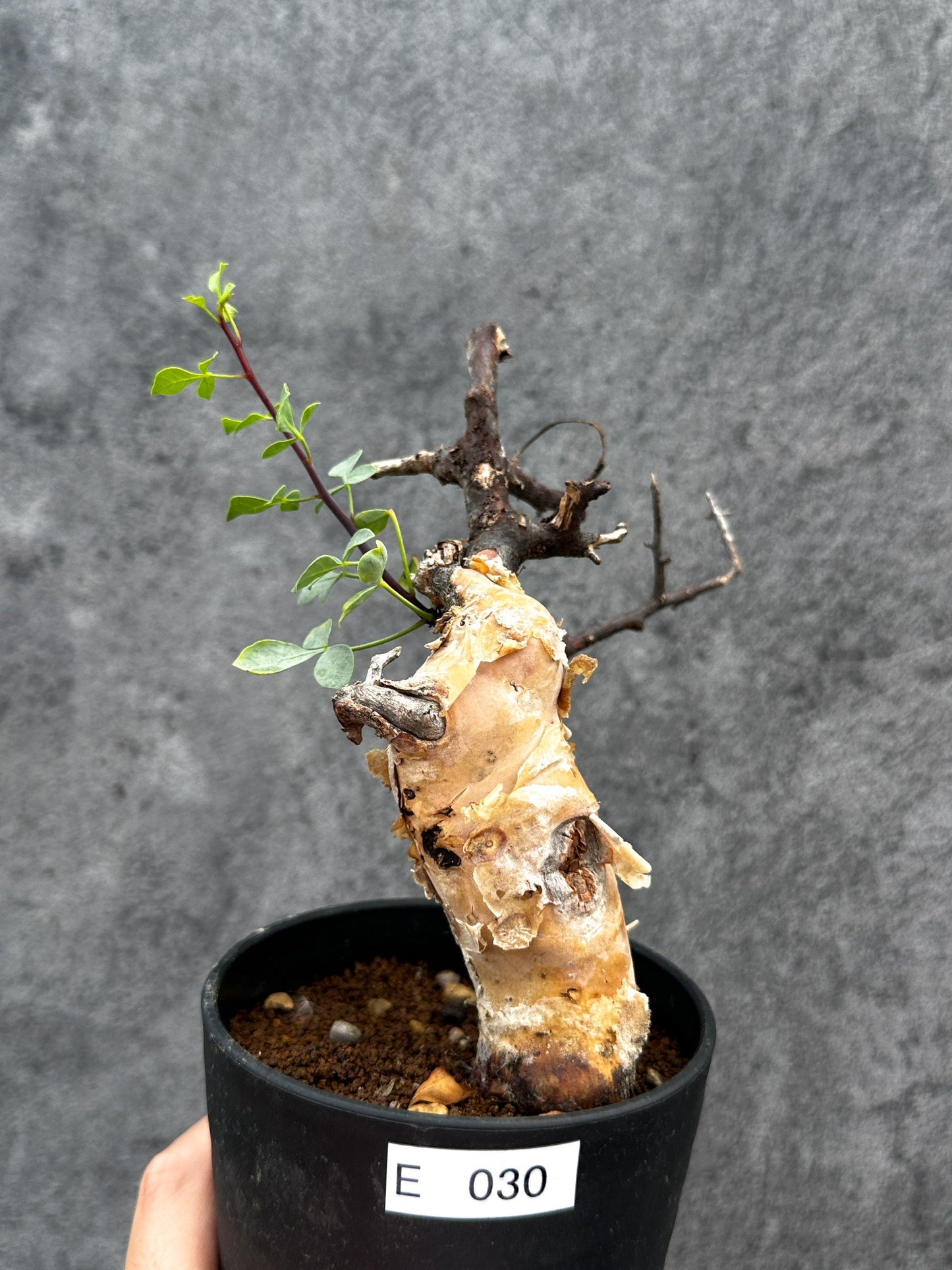 【現品限り】コミフォラ・カタフ ソマリア ピュア 現地株 発根済み【E30】 Commiphora kataf Somalia