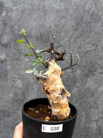 【現品限り】コミフォラ・カタフ ソマリア ピュア 現地株 発根済み【E30】 Commiphora kataf Somalia