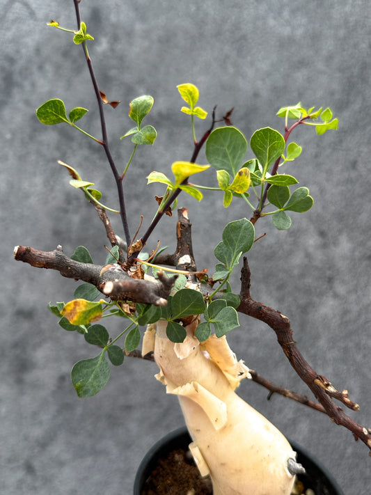【現品限り】コミフォラ・カタフ ソマリア ピュア 現地株 発根済み【E31】 Commiphora kataf Somalia